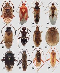 Attēlu rezultāti vaicājumam “Miridae”