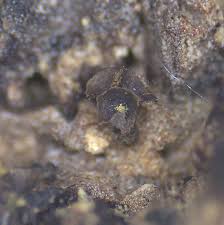 Attēlu rezultāti vaicājumam “Craterium minutum spores”