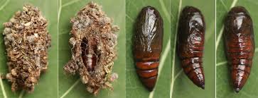 Attēlu rezultāti vaicājumam “Anarta myrtilli larva”