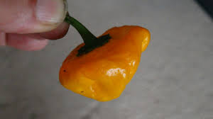 Afbeeldingsresultaat voor yellow mushroom hot pepper