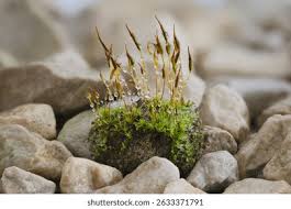 Attēlu rezultāti vaicājumam “Tortula muralis sporophyte”