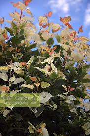 Attēlu rezultāti vaicājumam “Populus x jackii”