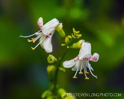 Attēlu rezultāti vaicājumam “Diderma floriforme macro”