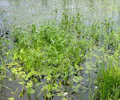 Attēlu rezultāti vaicājumam “Sagittaria sagittifolia”