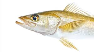 Image result for Centropomus undecimalis