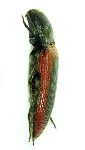 Attēlu rezultāti vaicājumam “Ampedus sanguinolentus”