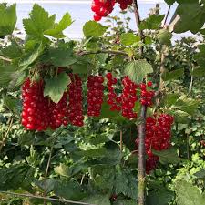 Bildergebnis für rote johannisbeeren