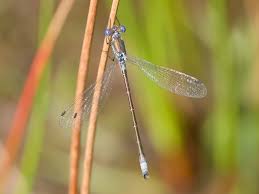 Attēlu rezultāti vaicājumam “Lestes dryas male”