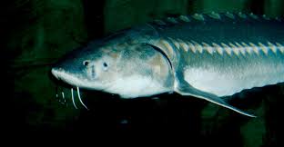 Image result for Acipenser transmontanus