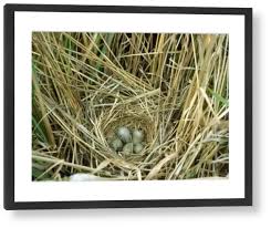 Attēlu rezultāti vaicājumam “Emberiza schoeniclus nest”