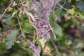 Attēlu rezultāti vaicājumam “Yponomeuta malinellus / cagnagella larva”