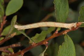 Attēlu rezultāti vaicājumam “Eulithis testata”