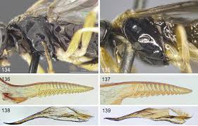Attēlu rezultāti vaicājumam “Tenthredo mandibularis larva”