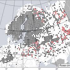 Attēlu rezultāti vaicājumam “Rosa glabrifolia”