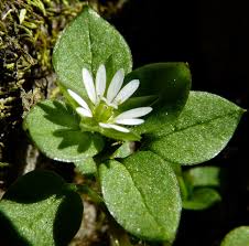 Attēlu rezultāti vaicājumam “Stellaria crassifolia leaf”