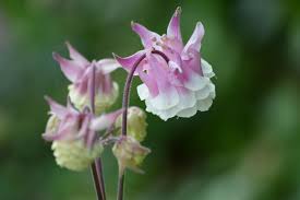 Image result for Aquilegia vulgaris
