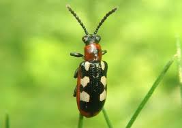 Attēlu rezultāti vaicājumam “Cribraria rubiginosa macro”