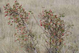 Attēlu rezultāti vaicājumam “Rosa subcanina leaf”