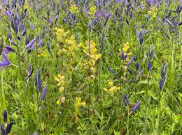 Attēlu rezultāti vaicājumam “Rhinanthus serotinus fruit”