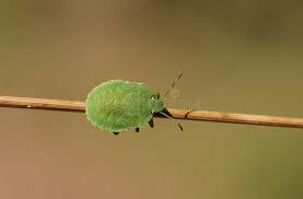 Attēlu rezultāti vaicājumam “Palomena prasina imago”