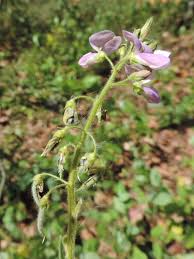 Attēlu rezultāti vaicājumam “Diderma umbilicatum plasmodium”