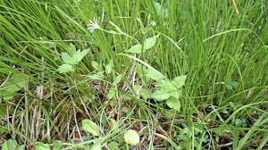 Attēlu rezultāti vaicājumam “Stellaria nemorum flower”