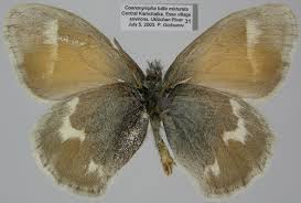 Attēlu rezultāti vaicājumam “Coenonympha tullia underside”