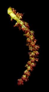 Attēlu rezultāti vaicājumam “Populus x canadensis male flower”