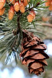 Attēlu rezultāti vaicājumam “Pseudotsuga menziesii fruit”