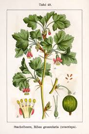 Attēlu rezultāti vaicājumam “Ribes uva-crispa fruit”