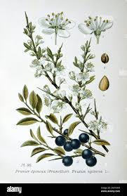 Attēlu rezultāti vaicājumam “Prunus spinosa”
