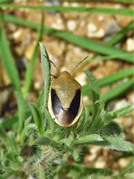 Attēlu rezultāti vaicājumam “Chlorochroa juniperina”