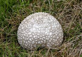 Attēlu rezultāti vaicājumam “Calvatia utriformis”