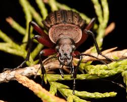 Attēlu rezultāti vaicājumam “Carabus cancellatus”