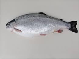 Image result for Oncorhynchus mykiss