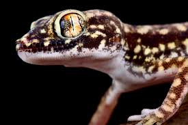 Attēlu rezultāti vaicājumam “Petractis sp.”