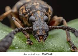 Attēlu rezultāti vaicājumam “Anthribidae”