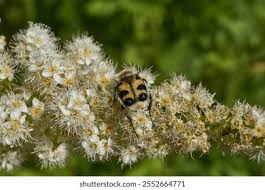 Attēlu rezultāti vaicājumam “Spiraea salicifolia flower”
