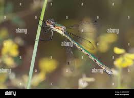 Attēlu rezultāti vaicājumam “Lestes dryas female”