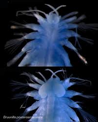 Attēlu rezultāti vaicājumam “Polypogon tentacularius”