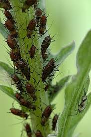 Attēlu rezultāti vaicājumam “Uroleucon hypochoeridis”