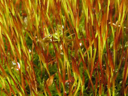 Attēlu rezultāti vaicājumam “Ceratodon purpureus sporophyte”