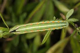 Attēlu rezultāti vaicājumam “Hyles gallii imago”