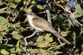 Image result for Coccyzus erythropthalmus