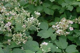 Image result for Rubus sectio