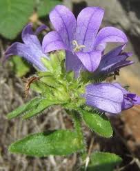Image result for Campanula lingulata