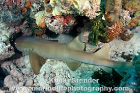 Image result for Ginglymostoma cirratum