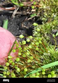 Attēlu rezultāti vaicājumam “Physcomitrium pyriforme”