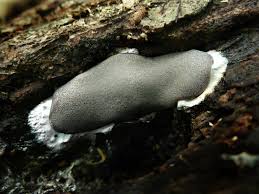 Attēlu rezultāti vaicājumam “Dictydiaethalium plumbeum macro”