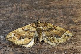 Attēlu rezultāti vaicājumam “Pelurga comitata”